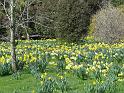 Daffodils Rydal_3